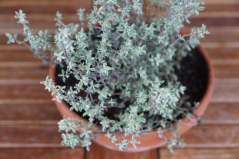 spice, vulnerability, plant, close-up, flowering plant, beauty in nature, fragility, growth, wood - material, flower pot, brown, leaf, herbs, thyme, herb
