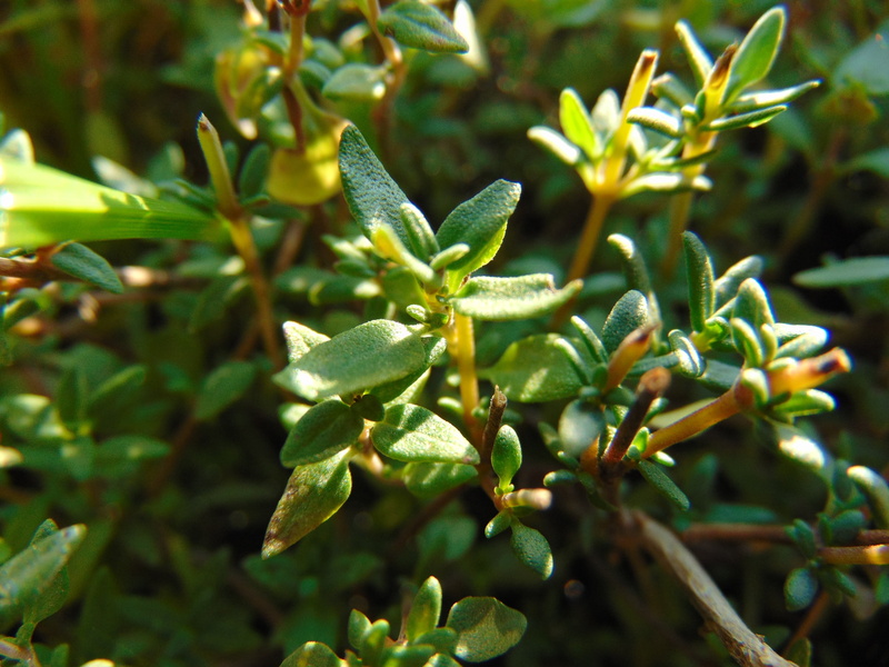 spice, freshness, land, close-up, photo, growth, leaf, beauty in nature, sunlight, day, selective focus, 2K, tranquility, nature, plant, outdoors, shallow