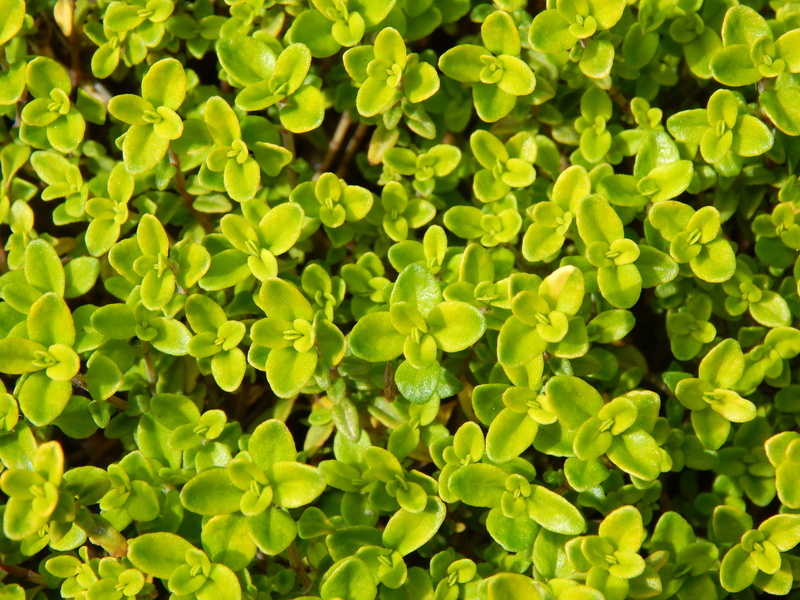 herbs, high angle view, aroma, beauty in nature, botany, herbal, lime thyme, day, plant part, kitchen, 4K, foliage, lush foliage, thyme, green color, tranquility