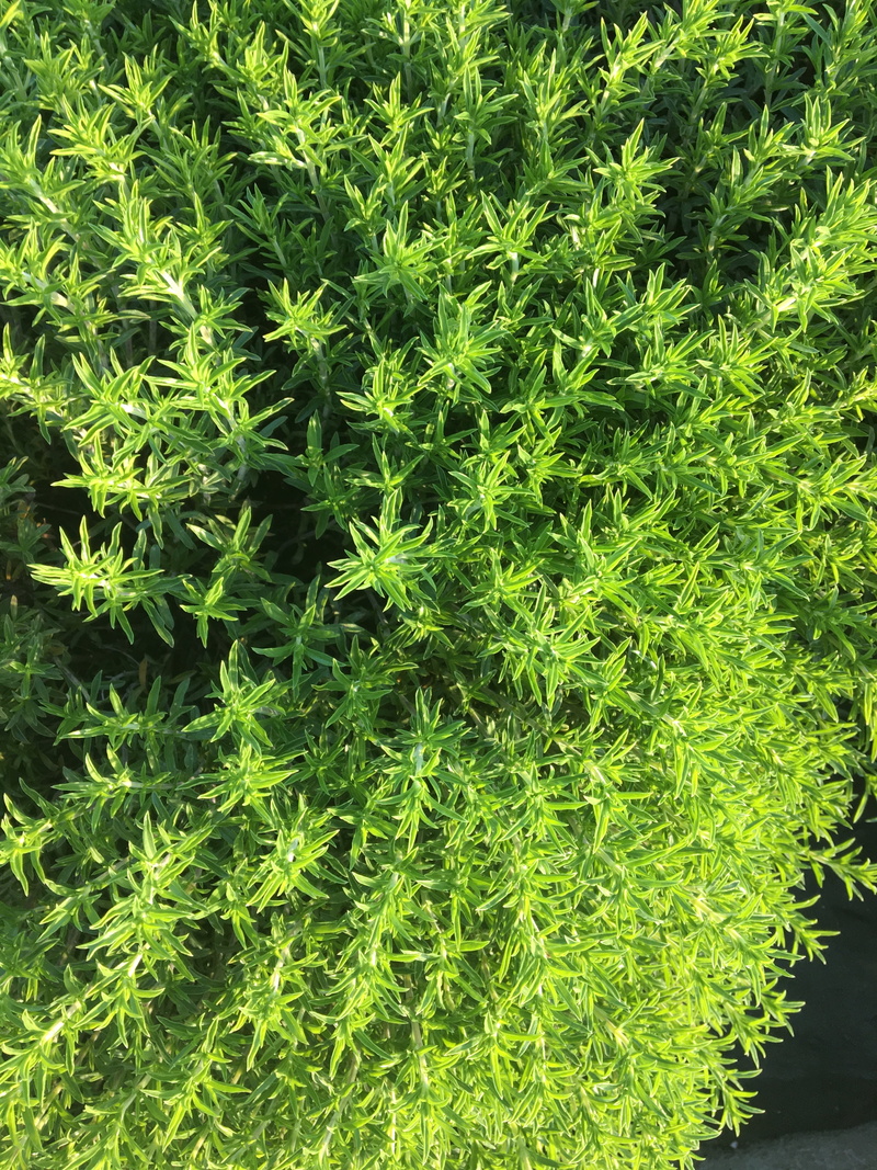 leaf, tranquility, herbs, field, close-up, outdoors, no people, thyme, day, foliage, nature, green, green color, garden, plant part, growth, spice, directly above