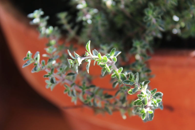 growth, freshness, herb, vegetable, culinary, scented, close-up, fragrant, outdoors, aromatic, focus on foreground, silver-edged, macro, pot, green, plant part