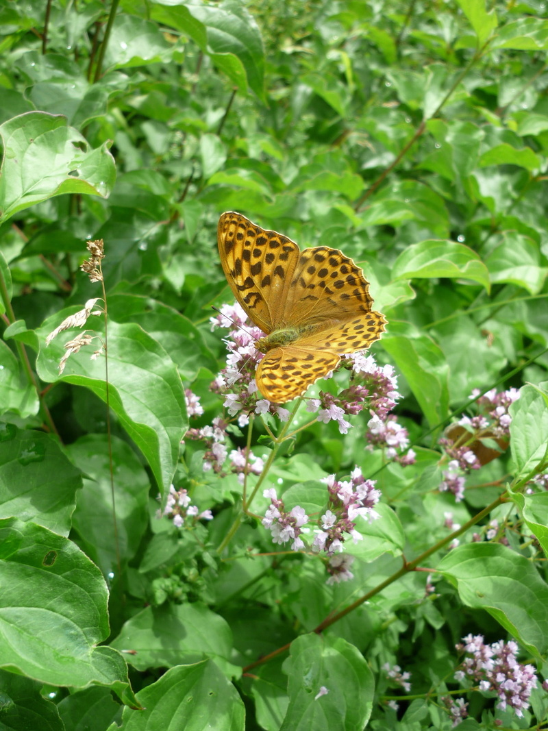 animal wildlife, insect, pollination, growth, outdoors, animal themes, 1080P, flowering plant, butterfly - insect, plant, german butterfly, meadow, fragility