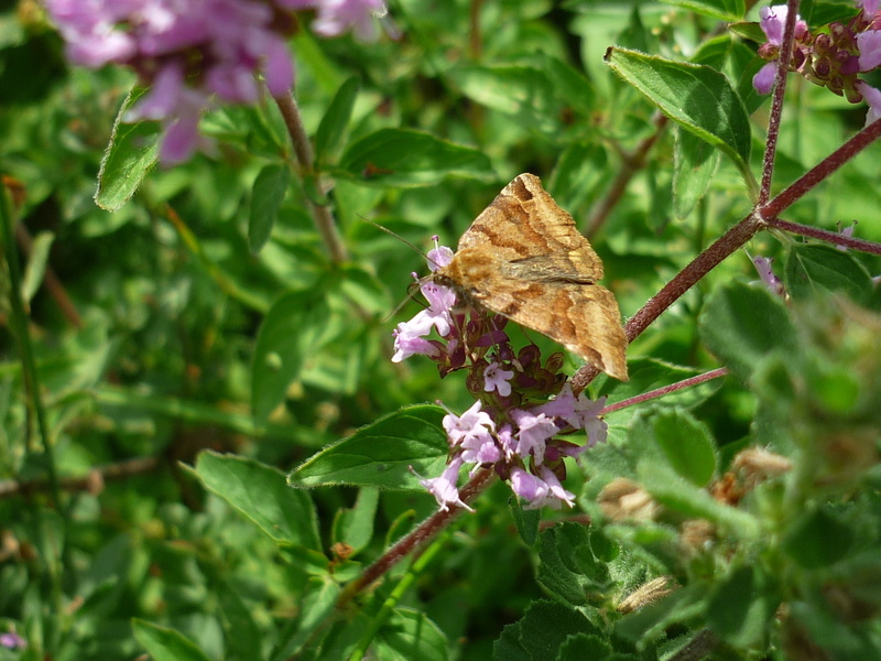 1080P, pollination, animal wing, days butterfly, no people, one animal, sun, vulnerability, plant part, day, butterfly - insect, outdoors, freshness, growth