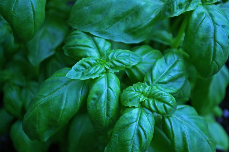 vegetable garden, green Color, garden, leaves, beauty in nature, nature, bio, plant, mediterranean, close-up, organic, culinary herbs, leaf, nutrition