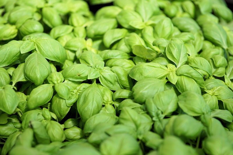food And Drink, nature, 5K, frisch, italian, vegetable, healthy, leaves, organic, food, leafed, close-up, Plant, no people, selective focus, large group of objects
