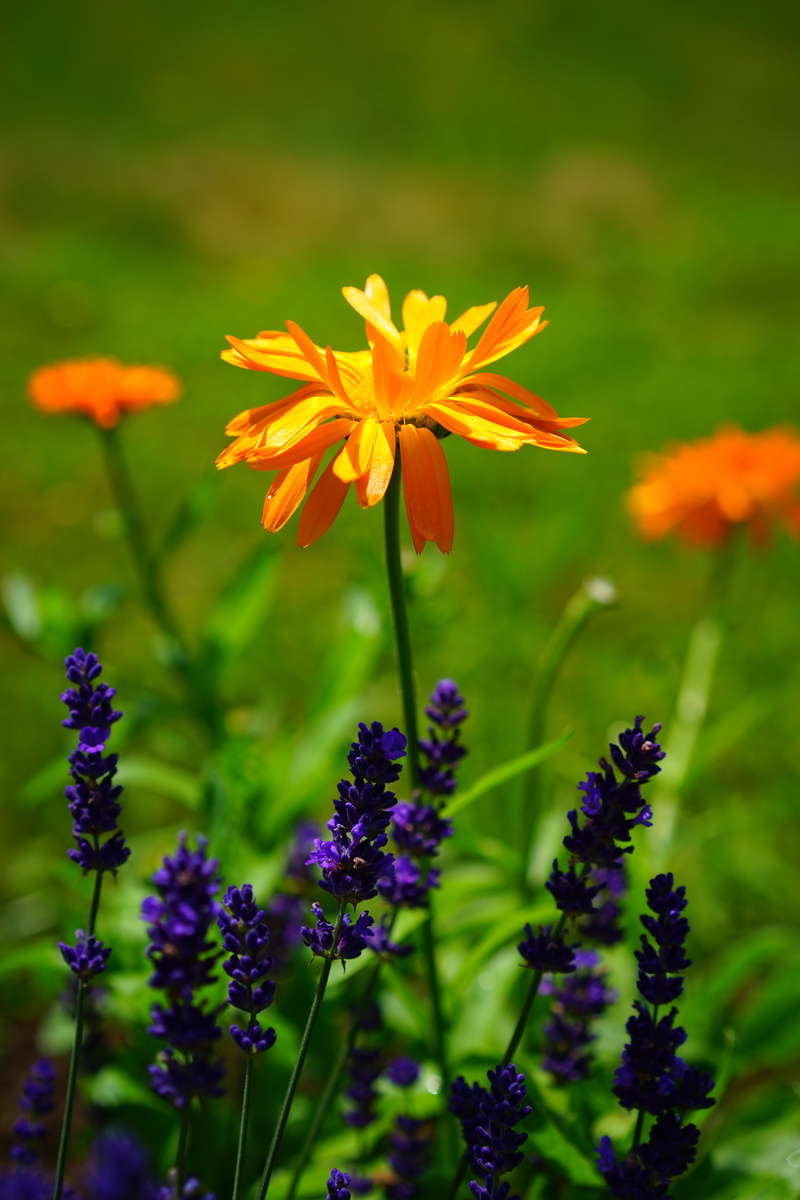 selective, 5K, herb, marigold, outdoors, lamiaceae, green Color, flower, wild plant, meadow, vulnerability, flowers, medicinal plant, cottage garden, fragility