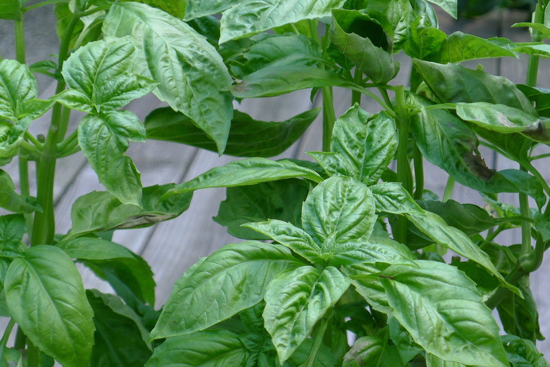pesto, freshness, day, nature, herbs, close-up, gardening, herb, raw food, beauty in nature, healthy eating, leaf vein, growth, green color, leaf, outdoors