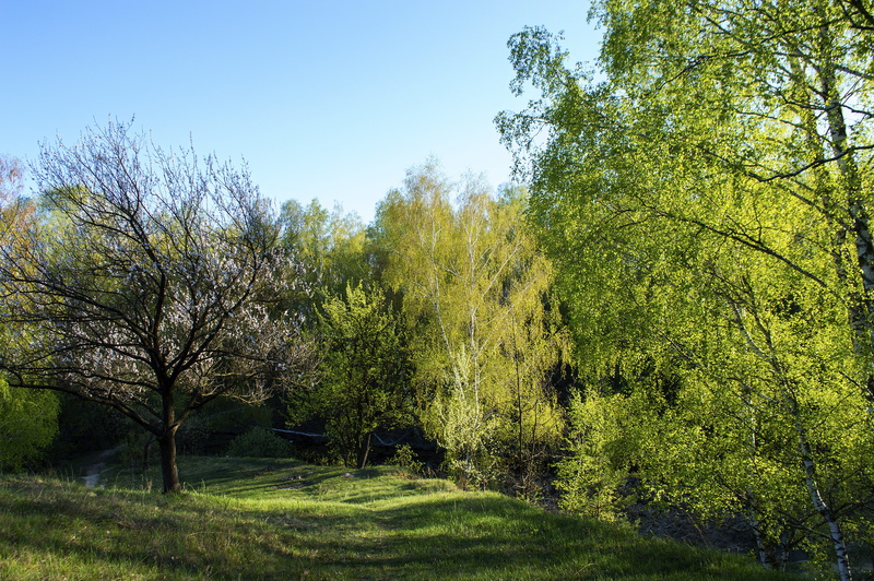 in the summer of, wild, beauty in nature, tranquility, nature, trees, sunlight, outdoors, green, tranquil scene, 5K, plant, green color, clear sky, sky