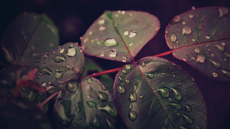water drops, closeup, nature, 1080P, leaves