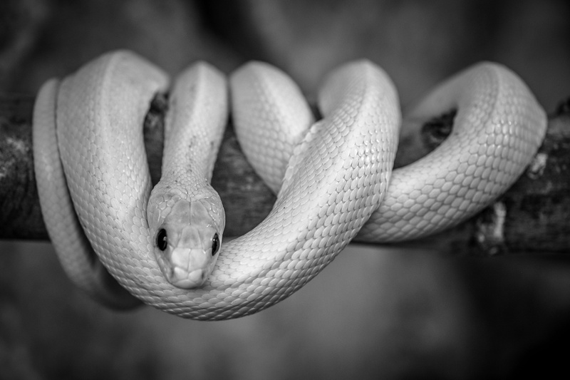 reptile, close-up, sign, danger, animal themes, animal wildlife, nature, curled up, communication, animal head, animals in the wild, snake, day, warning sign