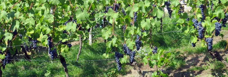 growth, blue grapes, freshness, 1080P, sunlight, close-up, field, food, winegrowing, beauty in nature, no people, land, grapes, leaf, fruits, blue, tree