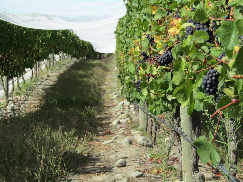 winemaking, netting, plant, leaf, wine, land, plantation, healthy eating, nature, outdoors, agriculture, Grapes, field, purple grapes, day, plant part