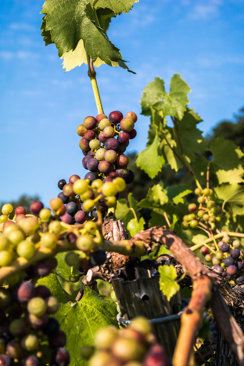 vineyard, plantation, leaf, wine, no people, crop, ripe, winemaking, ahr valley, green color, nature, grapevine, freshness, tree, bunch, day, winegrowing