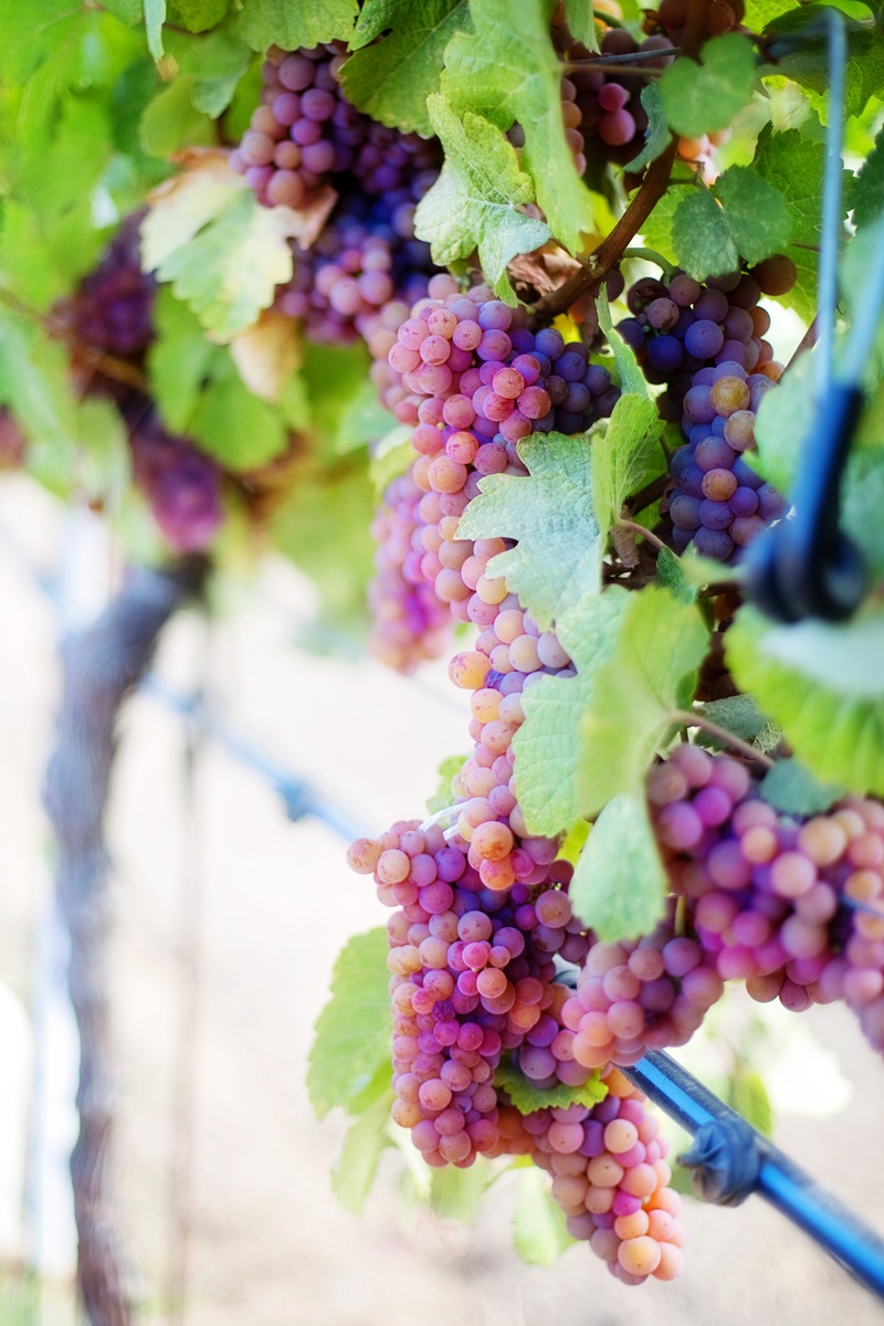 agriculture, winemaking, outdoors, nature, healthy eating, hanging, fruit, food, wine grapes, cluster, vineyard, daytime, ripe, plantation, rural Scene