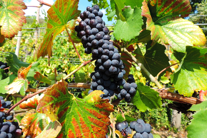 ripe, freshness, crop, grapes, day, no people, nature, leaf, red, fruit, vineyard, bunch, agriculture, wellbeing, vine, plant part, grape, food, winegrowing