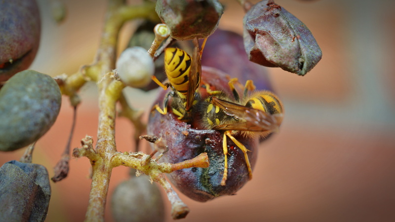 Devoured, animal wildlife, animal themes, wasp on grapes, food and drink, close-up, no people, animal, hanging, insect, nature, focus on foreground, healthy eating