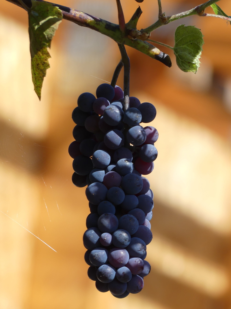 wine, wellbeing, 4K, bunch, blue, focus on foreground, berry fruit, plantation, ripe, winemaking, growth, moist, agriculture, vineyard, no people, healthy eating