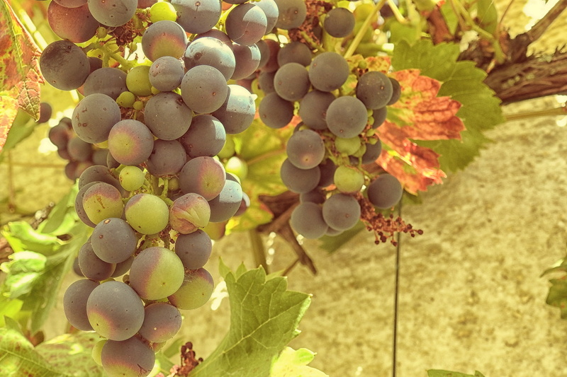 vines stock, hanging, bunch, healthy eating, vineyard, grapevine, plant, day, nature, ripe, blue, vine, green, rebstock, grapes, winemaking, agriculture