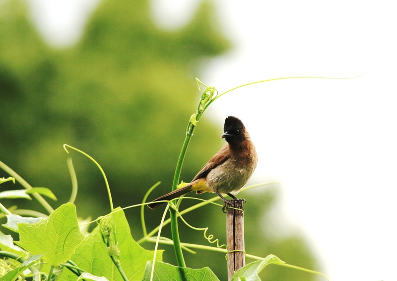 animal themes, green color, plant part, animal wildlife, nature, no people, head, vertebrate, leaf, bird, turned, one animal, grapevine, focus on foreground