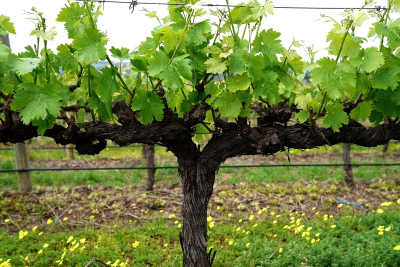summer, grapevine, grapes, outdoors, beauty in nature, agriculture, day, branch, plantation, leaf, no people, focus on foreground, plant, trunk, 4K, farmland