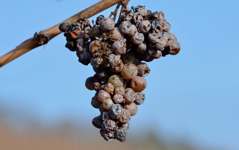 grape, sky, freshness, healthy eating, noble rot, 4K, winegrowing, plant, nature, grapes, large group of objects, grapevine, day, blue, bunch, agriculture