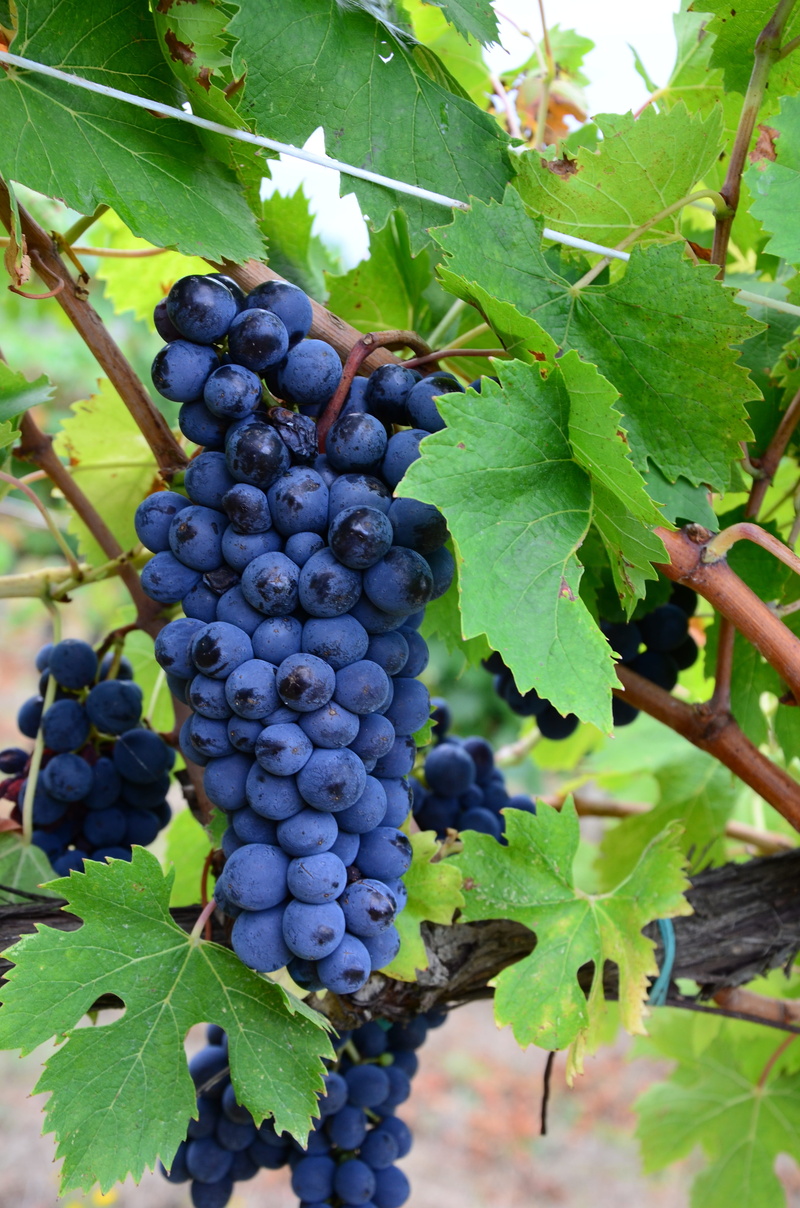food and drink, tuscany, purple, no people, nature, leaf, italy, ripe, outdoors, green color, day, grapevine, plant, vine, wine, growth, grape, plantation