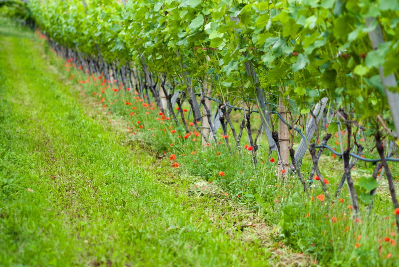 petaled, leaves, winegrowing, fence, day, landscape, flowers, protection, nature, grapevine, field, tranquility, selective focus, plant, vines, flower