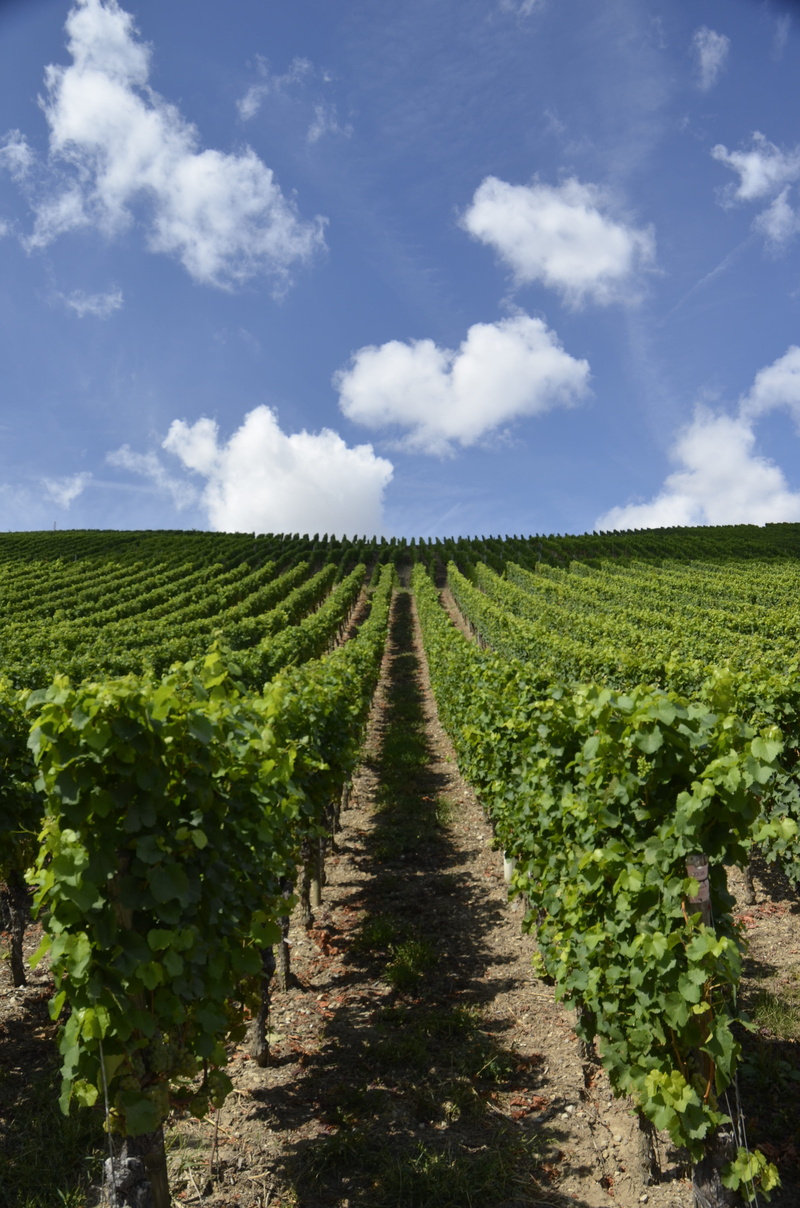 environment, beauty in nature, winegrowing, farm, vine, direction, outdoors, growth, grapevine, plantation, 4K, cloud - sky, the way forward, vineyard