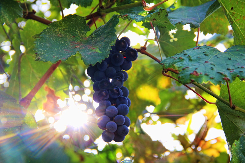 tree, sweet, grapevine, winegrowing, plantation, sun, winemaking, outdoors, agriculture, no people, bunch, nature, freshness, ripe, vine, vineyard, food