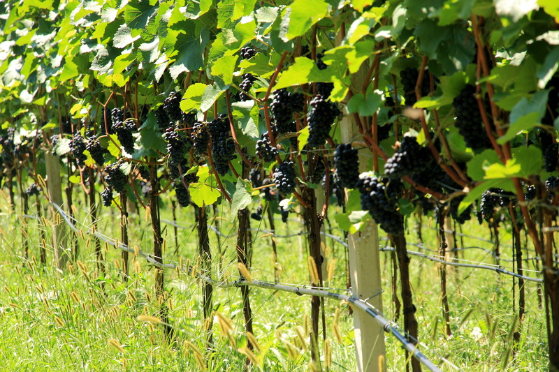 rural Scene, grapes, field, plant part, leaf, barrier, fence, tree, sunlight, vineyard, grape, day, grapevine, no people, farm, growth, nature, 5K, fruit