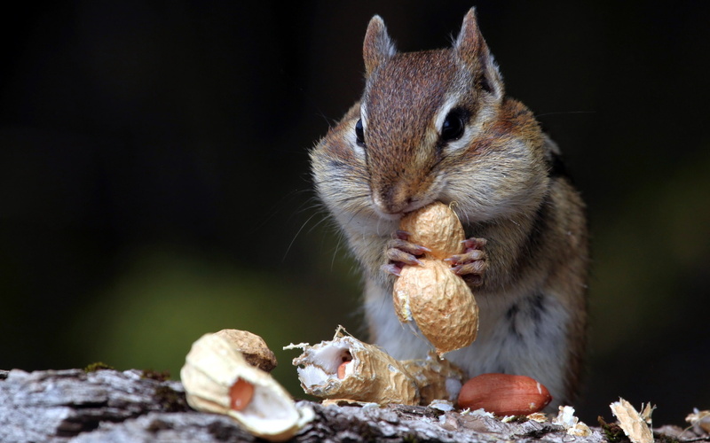 hungry, squirrel, 2K