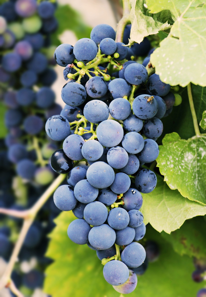 vines, vitamins, food and drink, fruit, agriculture, delicious, day, the enjoyment of the wine, sweet, purple, food, healthy, fresh, vineyard, freshness