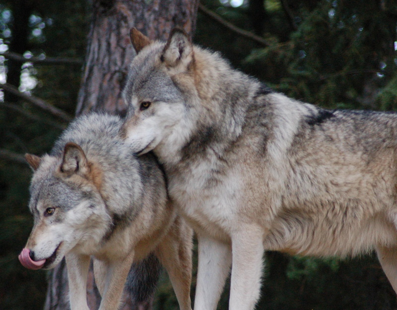 dark, forest, 1080P, wolves, predator, wildlife, hungry, animals