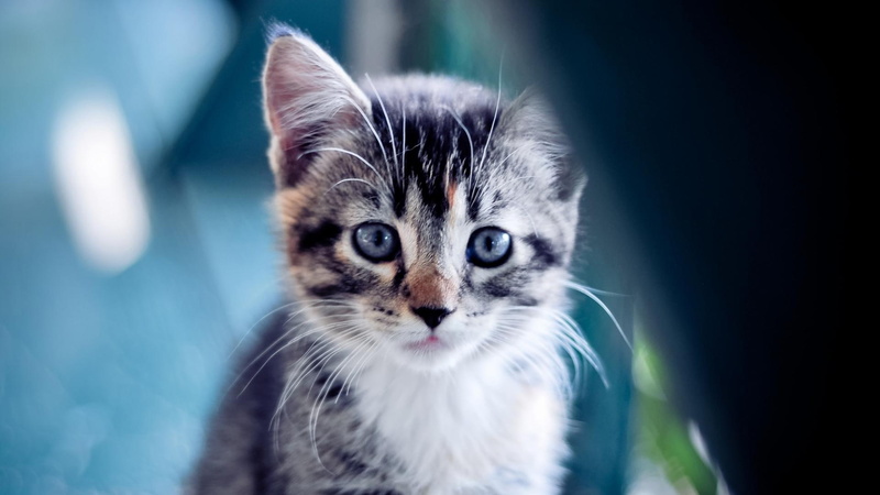 animal, 1080P, hungry, blue eyes, animals, funny, cute, m, kitten
