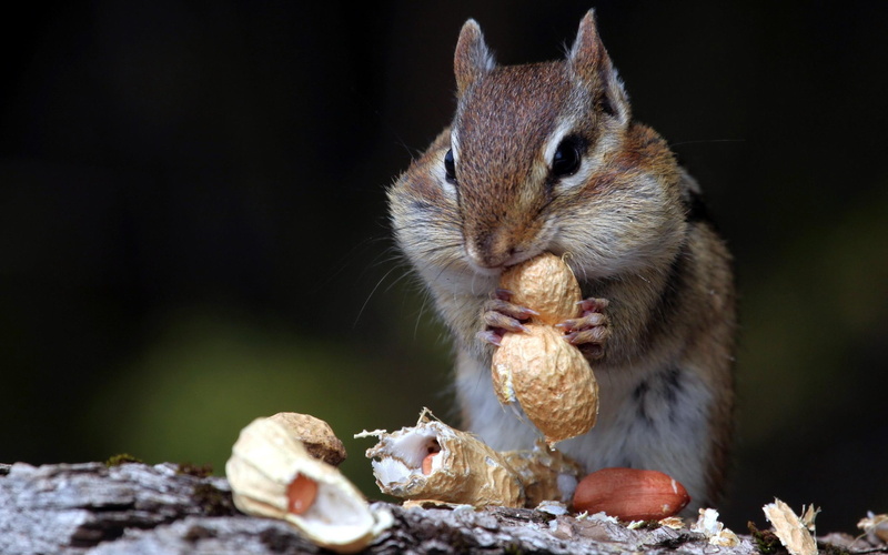2K, nuts, hungry, squirrel, animals, peanuts