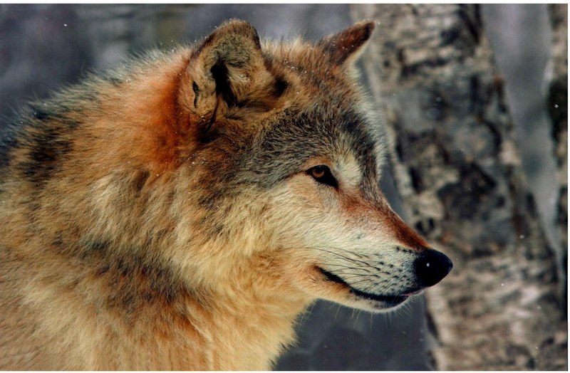 hungry, looking, 1080P, nature, animals, beautiful, predator, wild, wolf
