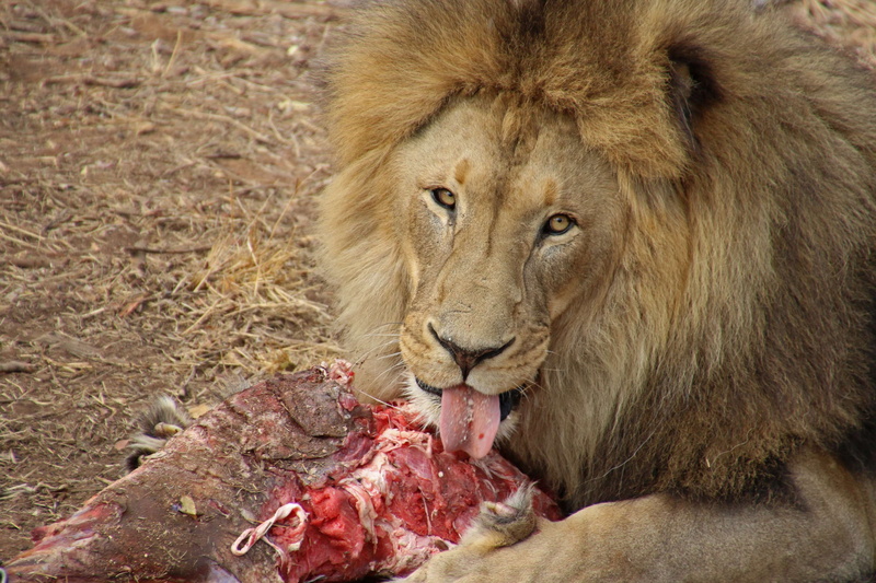 vertebrate, no people, animals in the wild, hungry, meat, mammal, cat, carnivora, eat, survival, tongue, 4K, hunting, animal body part, wild animal, one animal