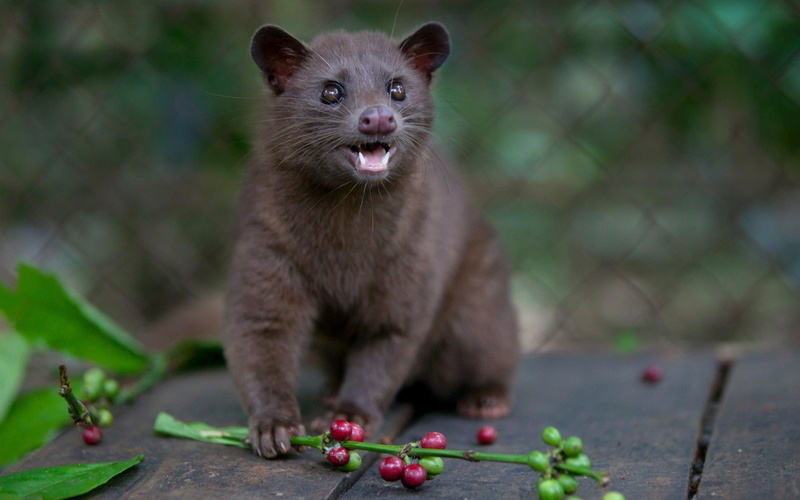 no people, fruit, close-up, hungry, animals in the wild, animals, mammal, 1080P, civet, food, animal wildlife, vertebrate, front view, whisker, healthy eating