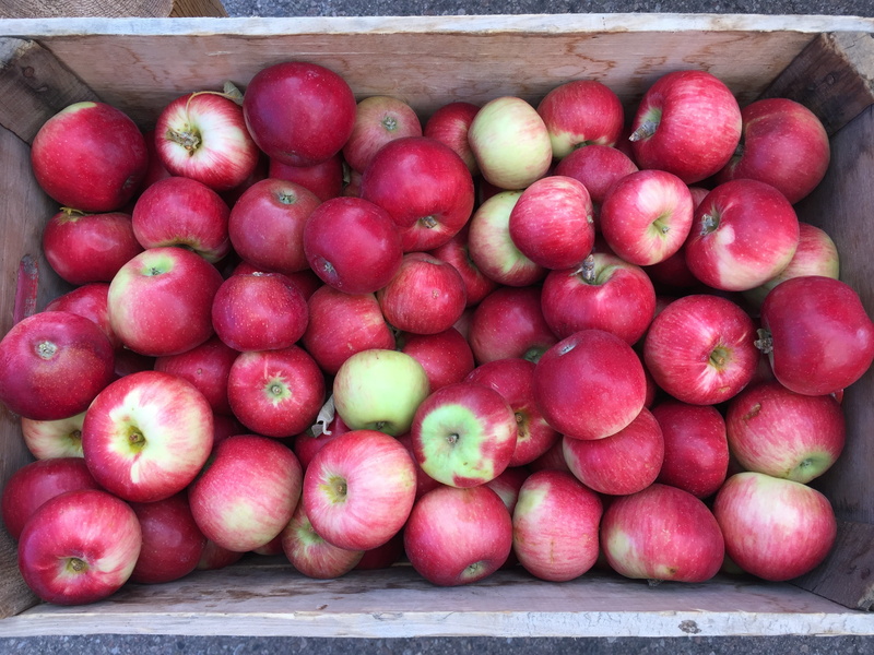 healthy eating, basket, farmers market, freshness, colorado, fresh, tasty, box, high angle view, delicious, sweet, organic, eat healthy, crate, no people