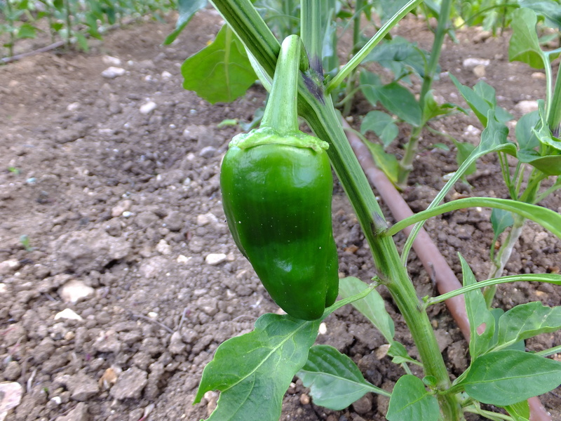 agriculture, green color, plants, vegetable, no people, capsicum, peppers, leaf, plant, field, freshness, land, food and drink, 4K, vegetables, eat, alimentari