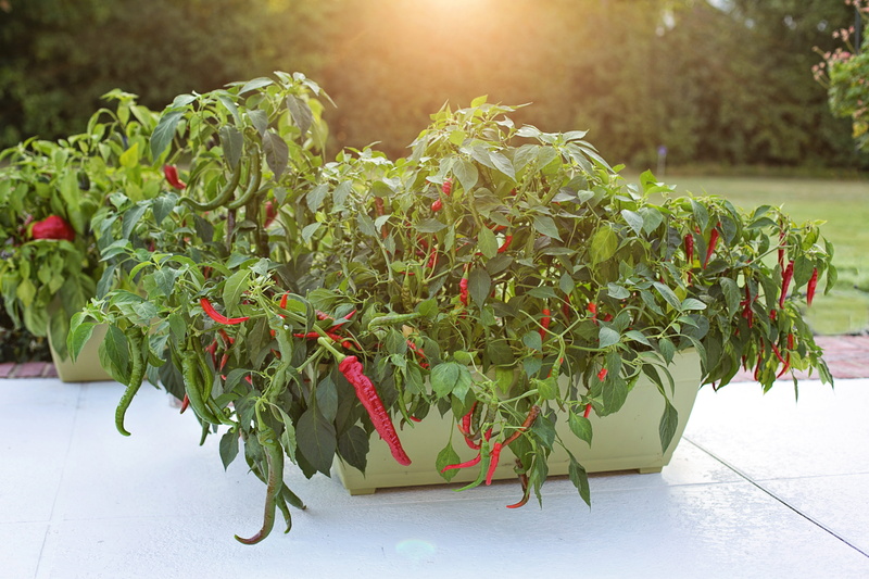 outdoors, vegetable, healthy, beauty in nature, close-up, cayenne peppers, leaf, flower pot, sunlight, growing, growth, plant, red peppers, red, plant part
