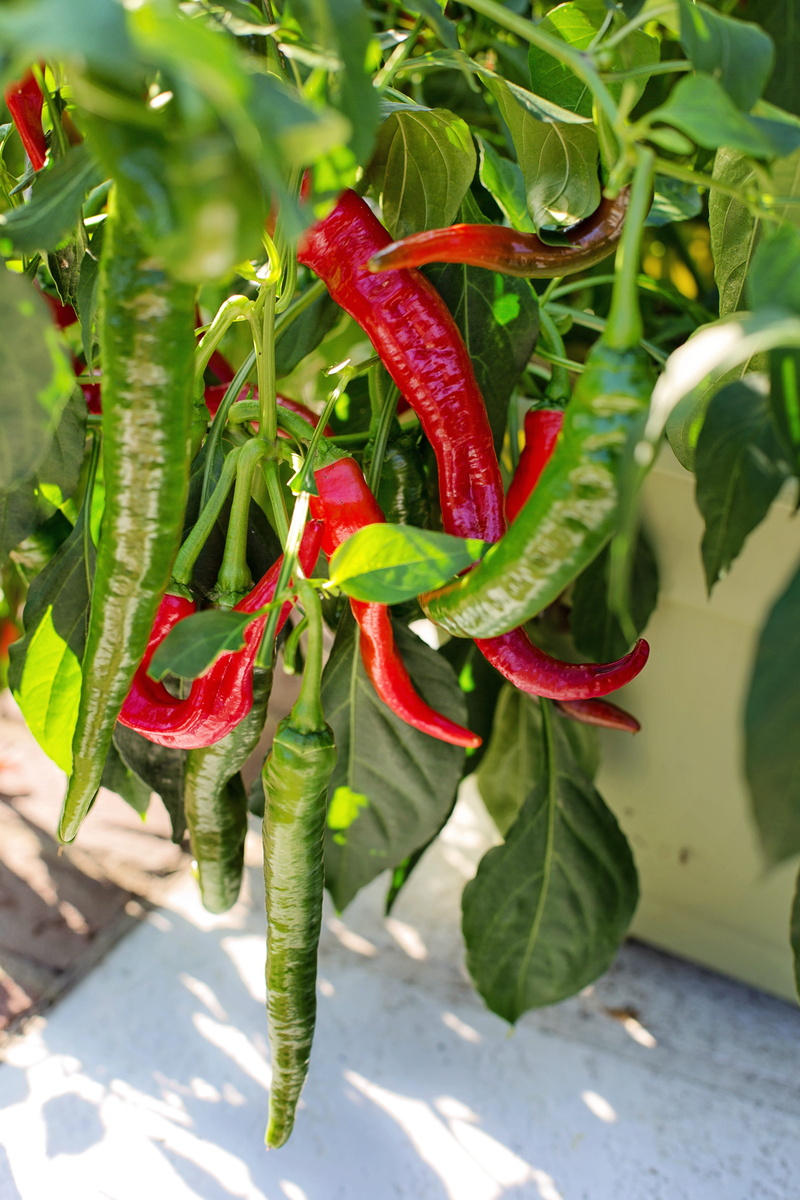 pepper, vegetable, outdoors, gardening, focus on foreground, growing, spicy, 5K, day, plant part, harvest, spice, nature, leaf, no people, healthy, hot
