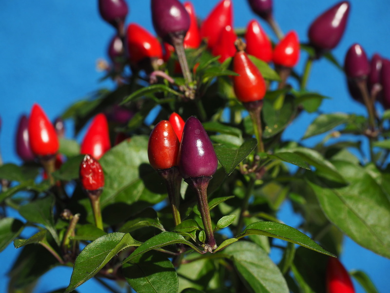 4K, wellbeing, plant part, pepper, beauty in nature, plant, nachtschattengewächs, chili berry, pepperoni, day, nature, capsicum, growth, solanaceae, chili