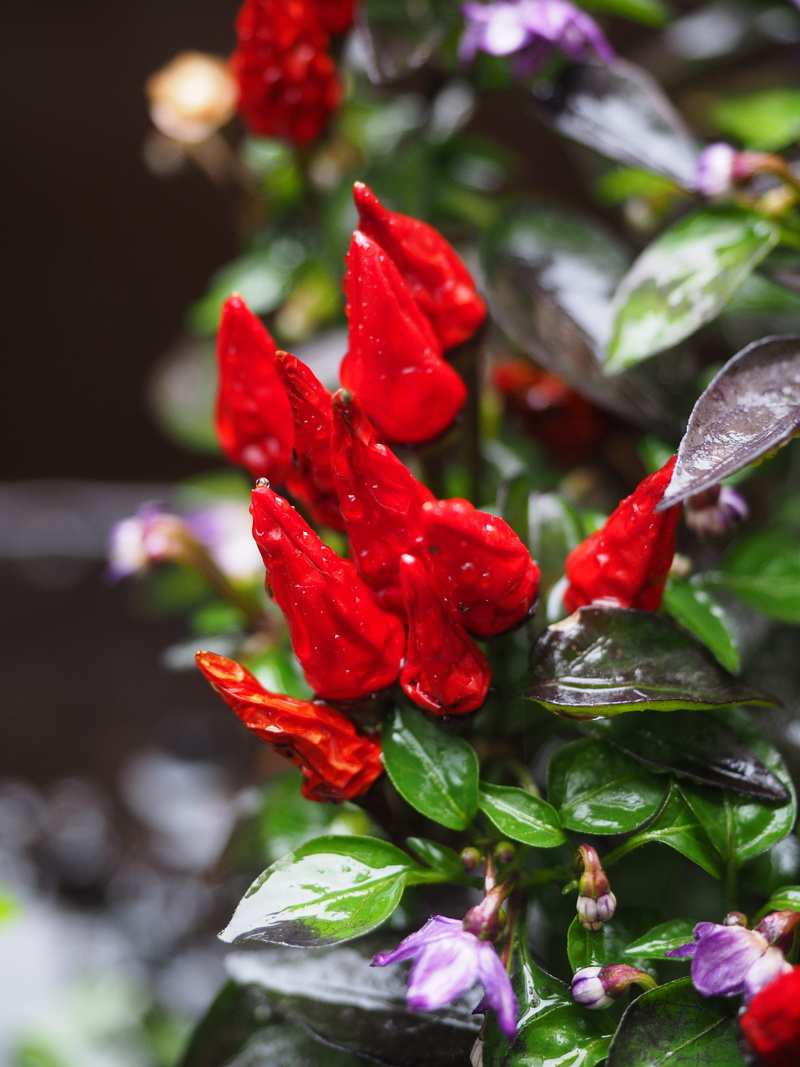 plant, chili, hot peppers, nature, capsicum annuum, freshness, focus on foreground, no people, capsicum, outdoors, inflorescence, nachtschattengewächs
