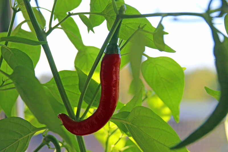 chili, leaf, sharp, animals in the wild, food, plant, day, invertebrate, close-up, red, growth, spice, plant part, capsicum, green color, nature, animal themes