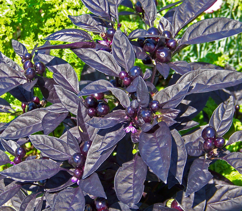 ripe, outdoors, wet, branch, fruit, summer, tree, food, freshness, capsicum annuum black pearl, plant part, growth, close-up, healthy eating, capsicum annuum
