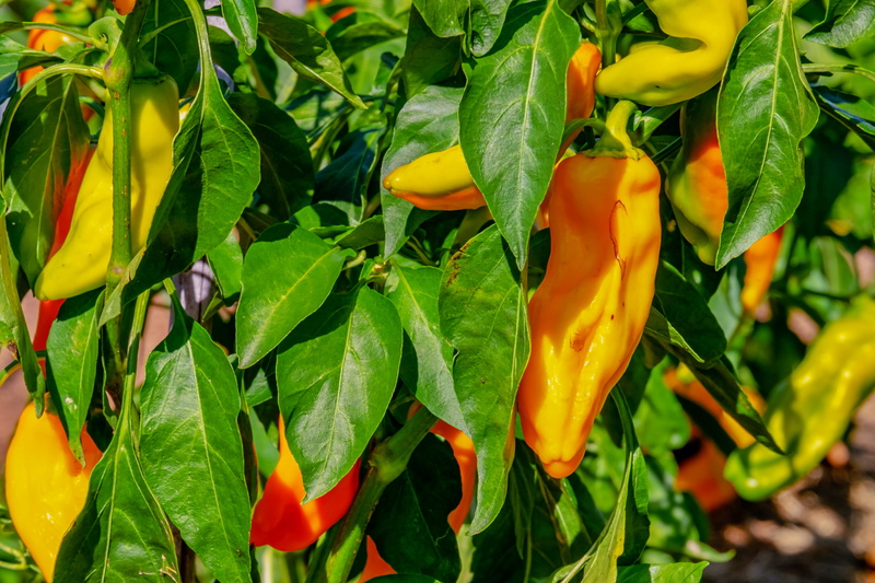 nightshade, fresh, spices, chili pepper, plant part, spice, leaf, freshness, flower, pepper, flower head, yellow, capsicum, food, bio, mild, paprika, healthy
