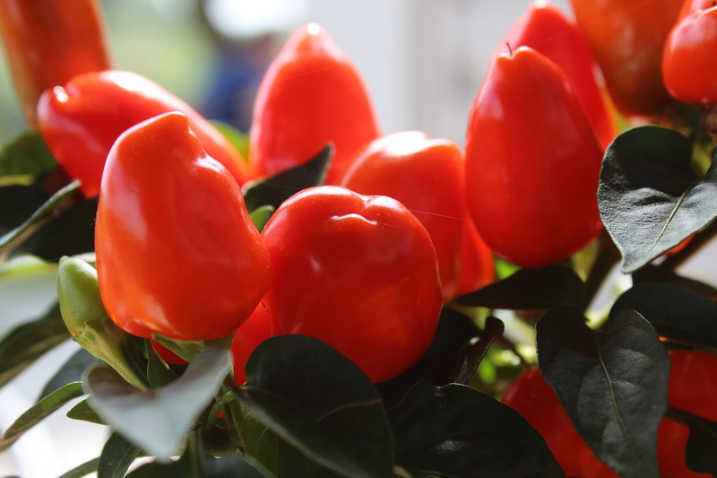 food and drink, nightshade, pepper, growth, capsicum, vegetable, food, 5K, hot peppers, nature, close-up, selective focus, plant, pepperoni, chili pepper