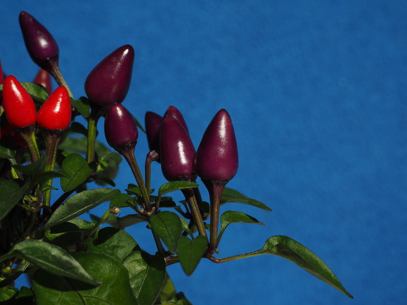 blue, pepperoni, fruit, nature, 4K, capsicum, nachtschattengewächs, plant part, capsicum annuum, plant, food, chili berry, freshness, blue background