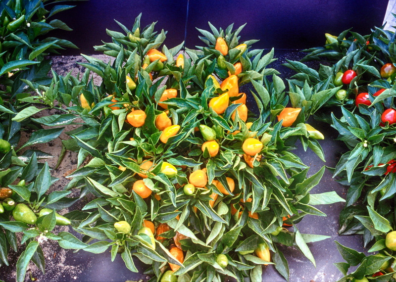 growth, flowering plant, peppers, wellbeing, capsicum, high angle view, orange, nature, leaf, fruit, vegetable, food, day, healthy eating, green color